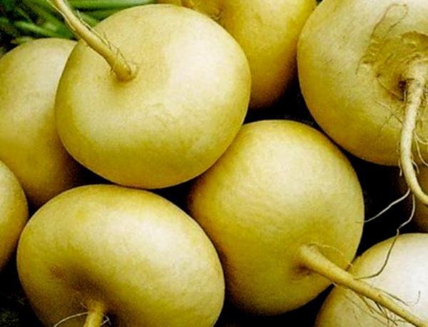 หัวผักกาดจันทร์