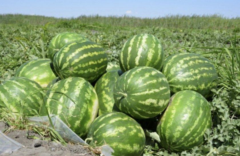beaucoup de pastèques