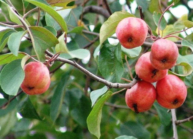 ต้นแอปเปิ้ลที่เดชา