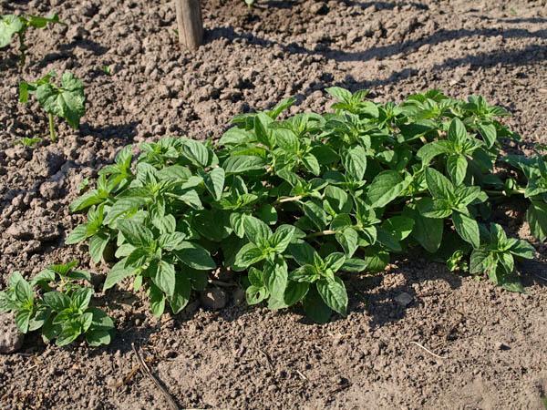 ต้นมิ้นต์