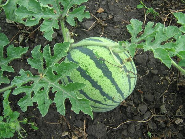 แตงโมสุก