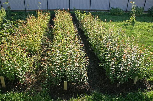 plants d'abricotiers