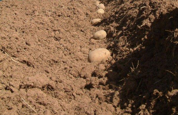 การปลูกมันฝรั่ง