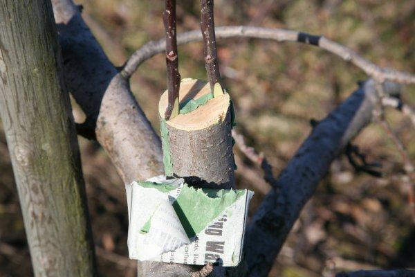 กฎการต่อกิ่ง