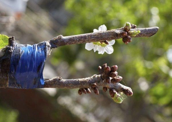 การต่อกิ่งเชอร์รี่