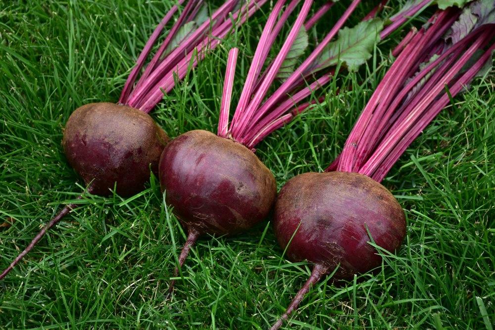 พันธุ์บีทรูท