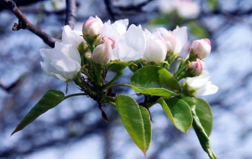 ต้นไม้ผลไม้