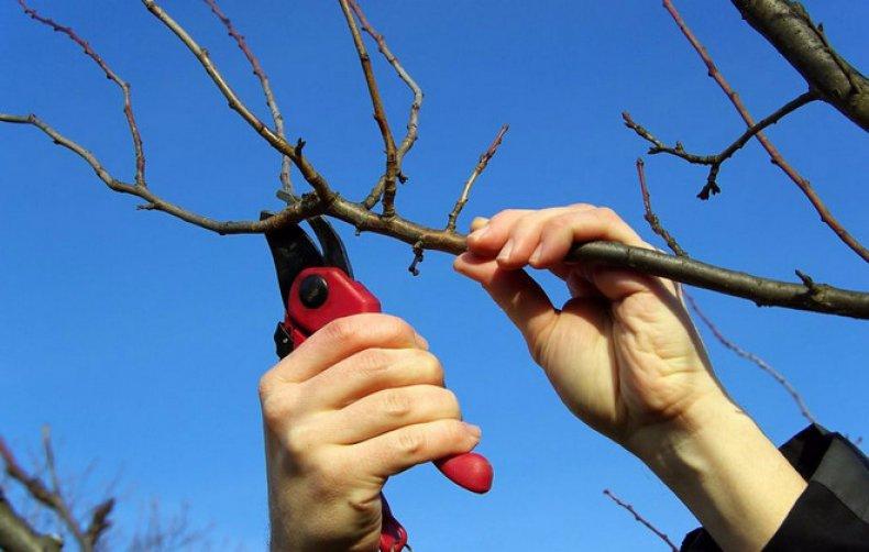 การตัดแต่งกิ่งเชอร์รี่