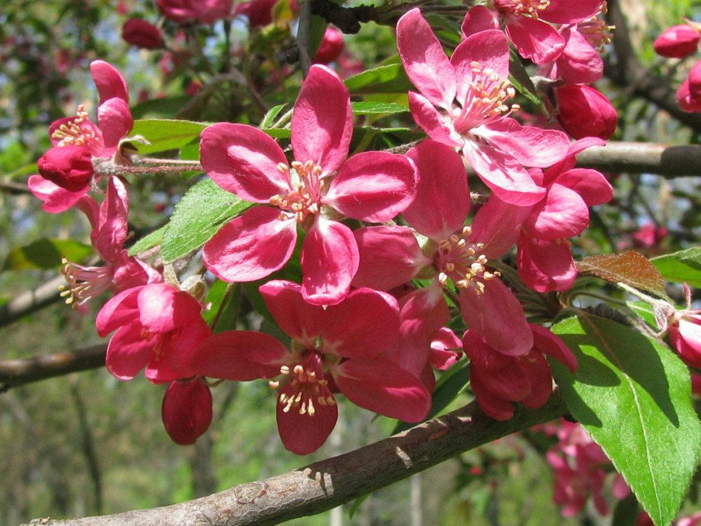 ต้นแอปเปิ้ลประดับ