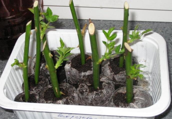 กิ่งพันธุ์สีเขียว