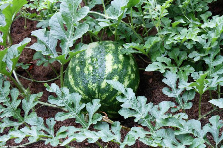 แตงโมสุก