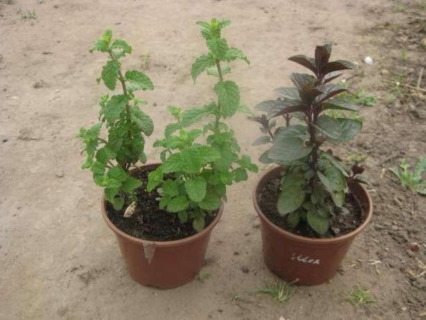 มิ้นต์ในกระถาง