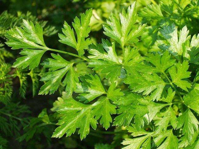 ผักชีฝรั่งคาร์นิวัล