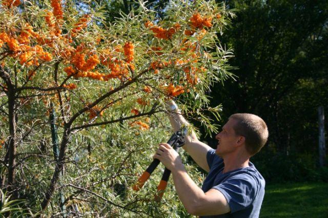 l'argousier à la campagne
