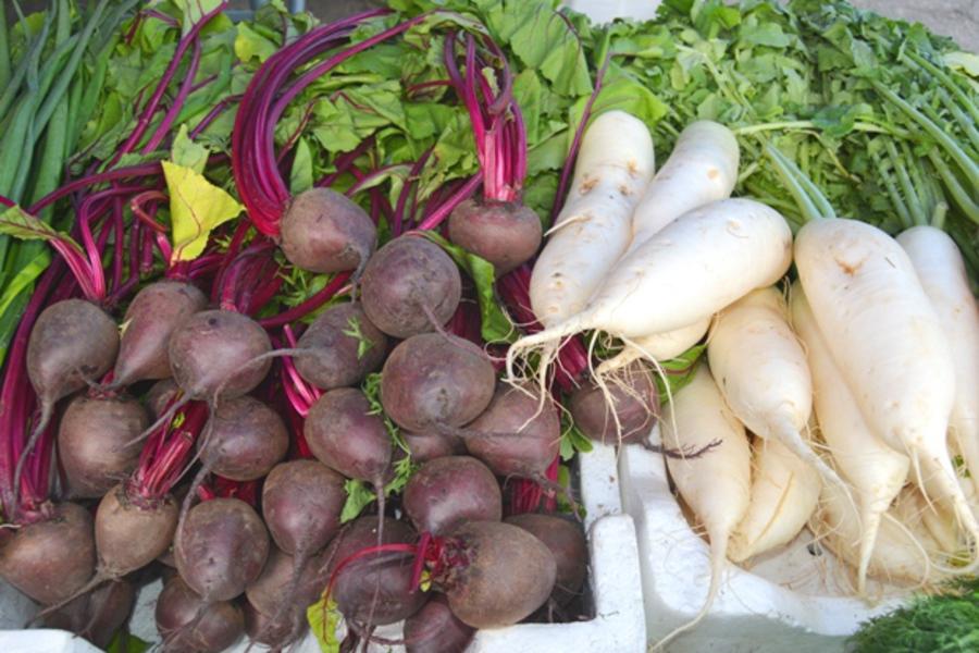 พันธุ์มาดอนน่า