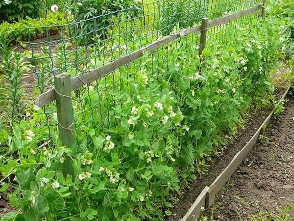 attacher les haricots