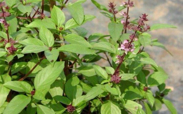 พุ่มไม้ในโซดา