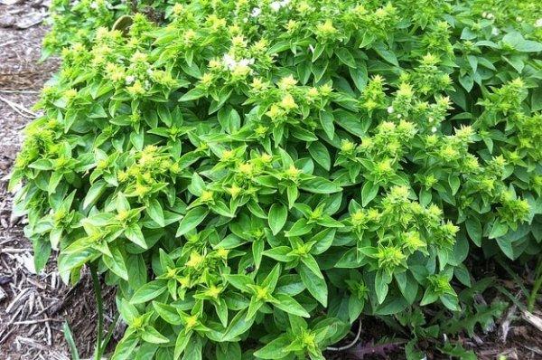 โหระพาเขียว