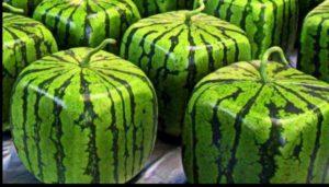 ปลูกแตงโมทรงสี่เหลี่ยมไว้ที่บ้านได้ไหม?