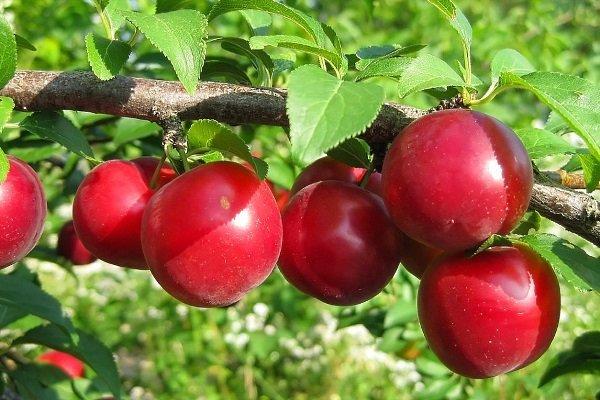 พลัมเชอร์รี่สีแดง