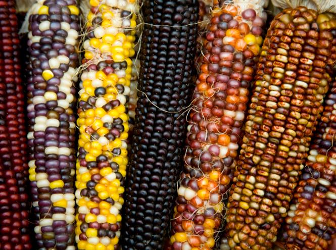 พันธุ์ข้าวโพด