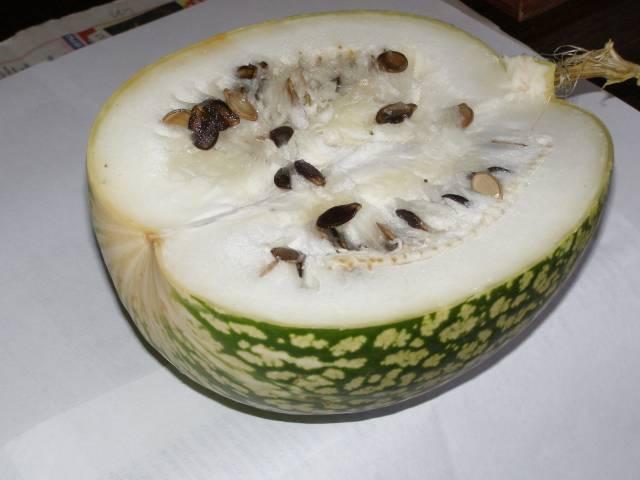 มะระใบมะเดื่อ