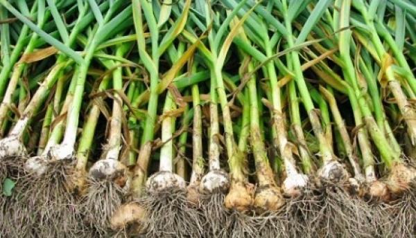 เก็บเกี่ยว