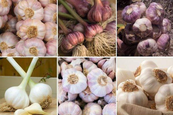 ประเภทของกระเทียม