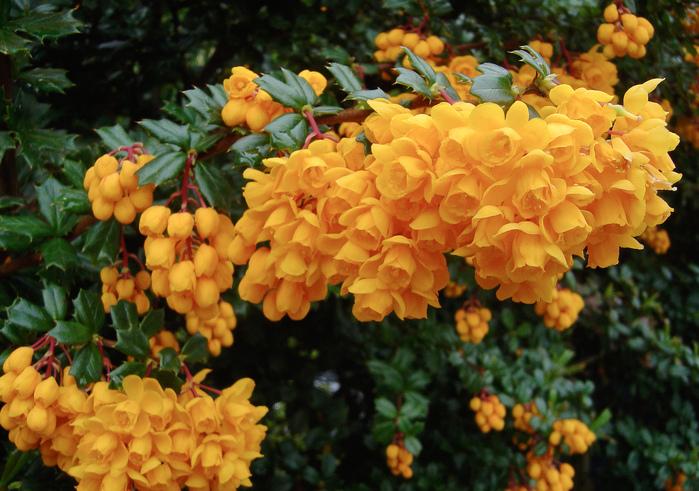 ดาร์วินบาร์เบอร์รี่