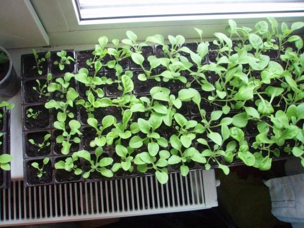 ต้นกล้าหญ้าเปรี้ยว