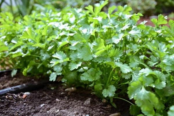 ผักชีช่วยให้นอนหลับ