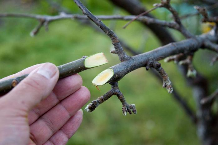 récolte des boutures
