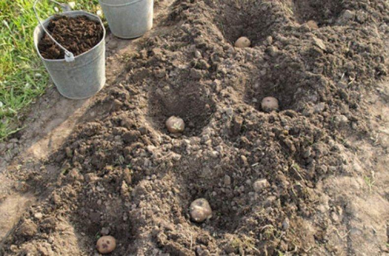 การเตรียมหัวมัน