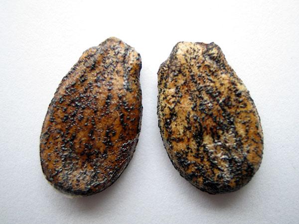 เมล็ดแตงโม