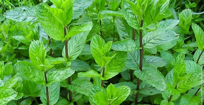 buissons de menthe et de mélisse