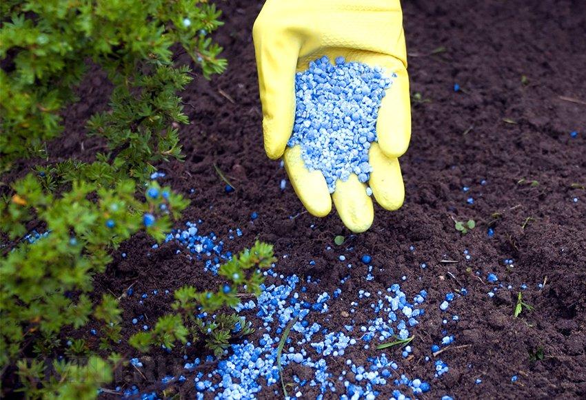 การใส่ปุ๋ย