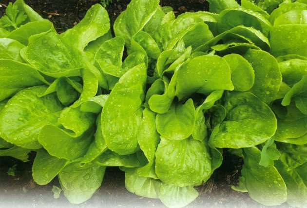 หญ้าเปรี้ยวจากสวน