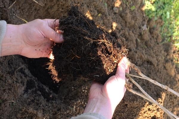 การปลูกด้วยปุ๋ย