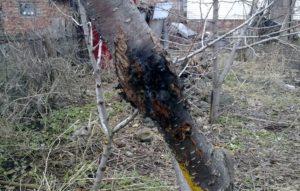 สัญญาณและการรักษามะเร็งต้นแอปเปิลพันธุ์ต้านทานโรค