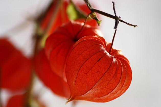 แฟรนไชส์