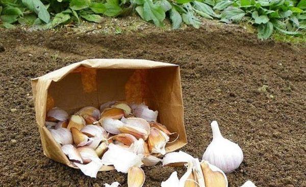 เมล็ดกระเทียม