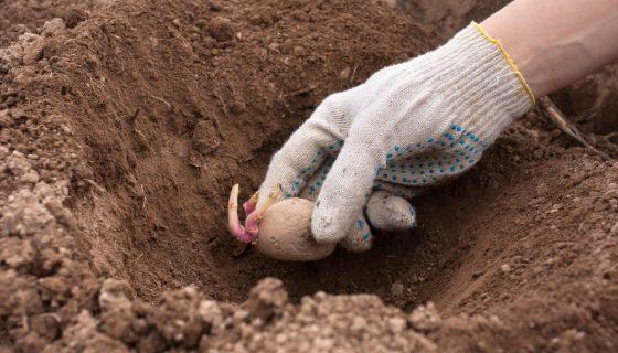 การปลูกมันฝรั่ง