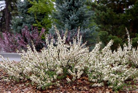 ดอกซากุระ