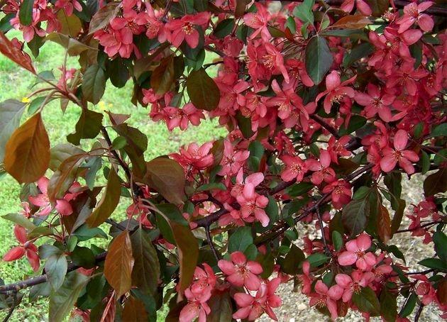 ต้นแอปเปิ้ลในสวน