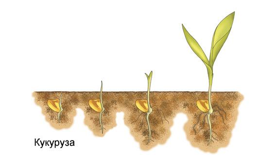 ข้าวโพด