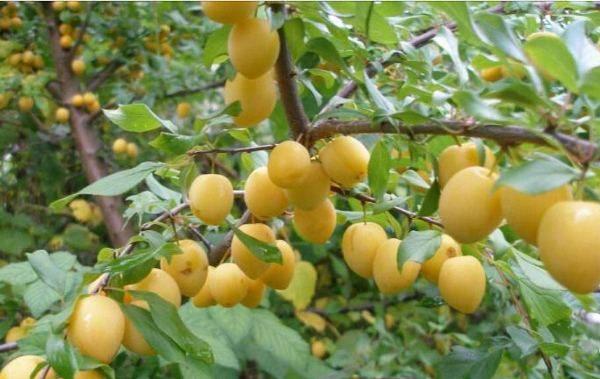 เชอร์รี่พลัมในสวน