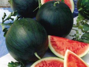 ลักษณะและลักษณะของแตงโมพันธุ์ Sugar Baby การปลูก