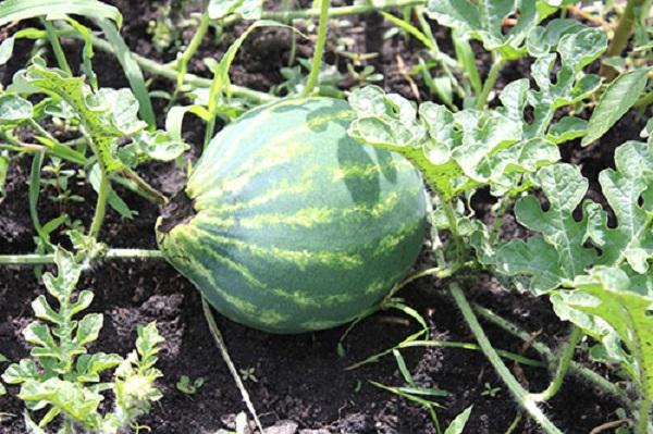 ราสีเทา