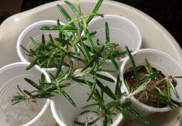 propagation par bouturage