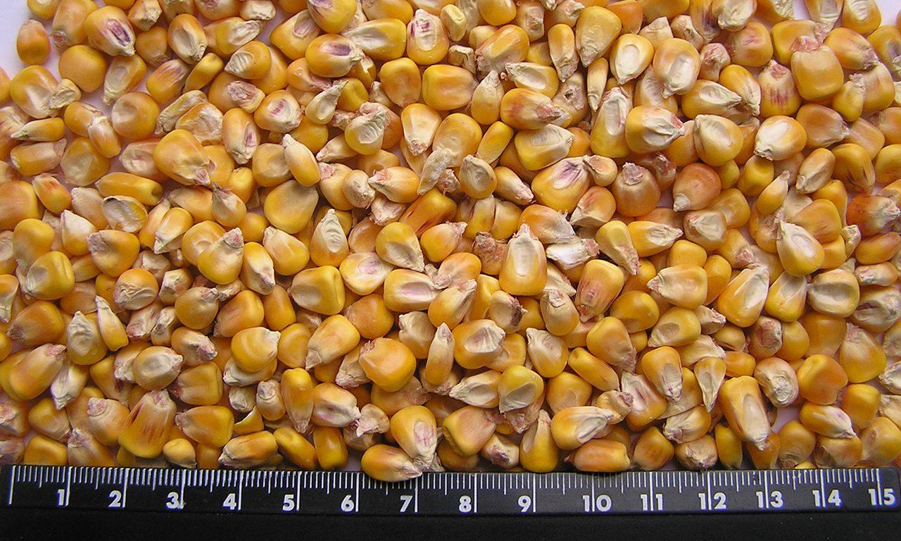 ข้าวโพดเลี้ยงสัตว์